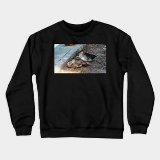 Wood Duck Resting With Another Duck Crewneck Sweatshirt